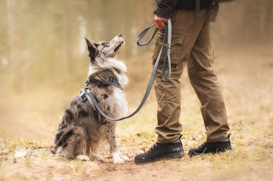 dog on lead sitting nicely for owner