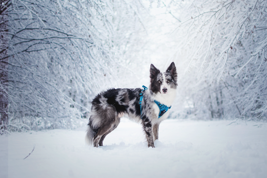 Beautiful collie with Truelove Harness