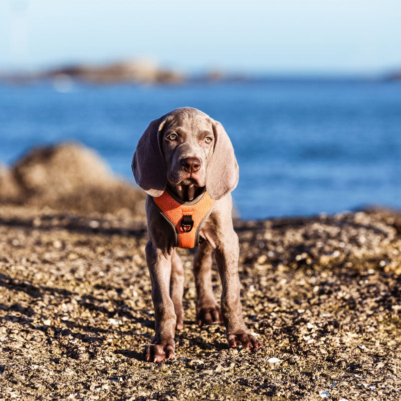 Truelove pets pooch