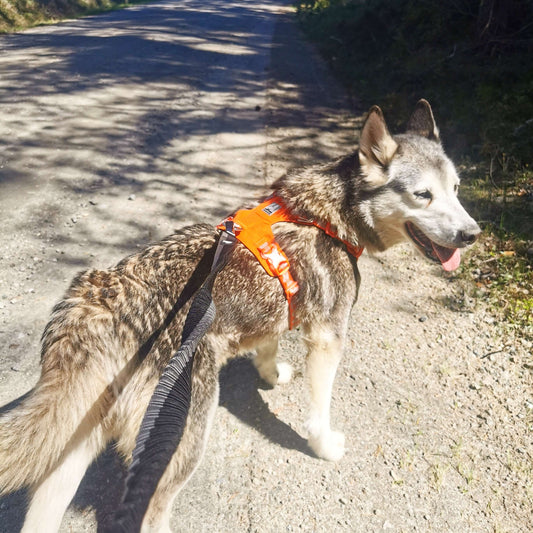 Dog walking in a harness