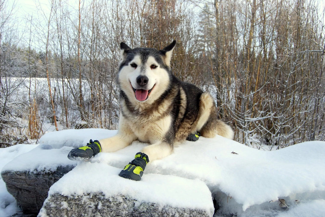 dog running in dog shoes