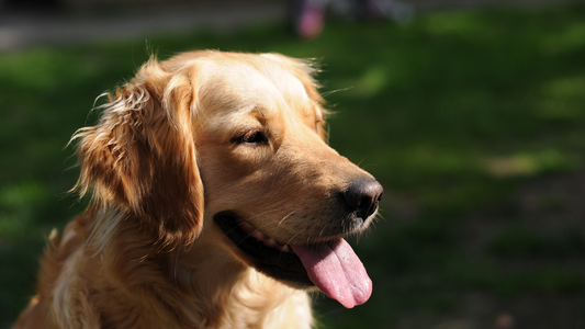 happy golden dog in summer