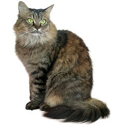 Zigzag Pets cat