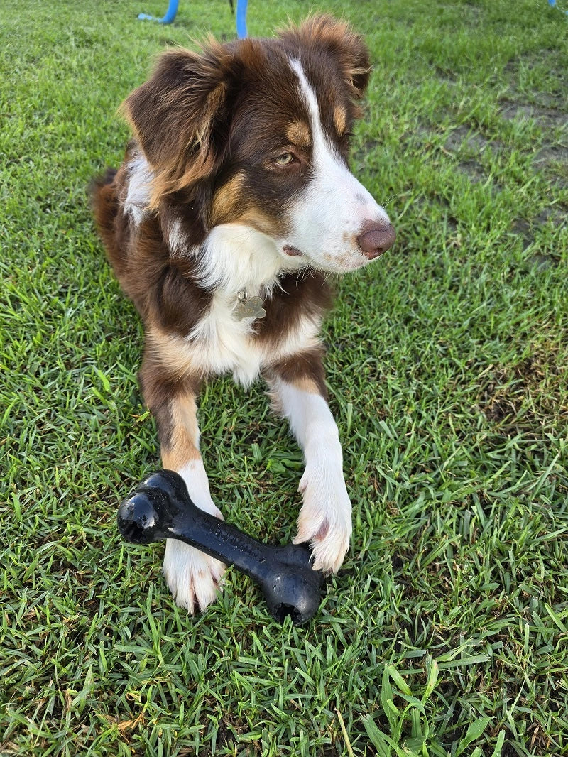 Mae the border collie