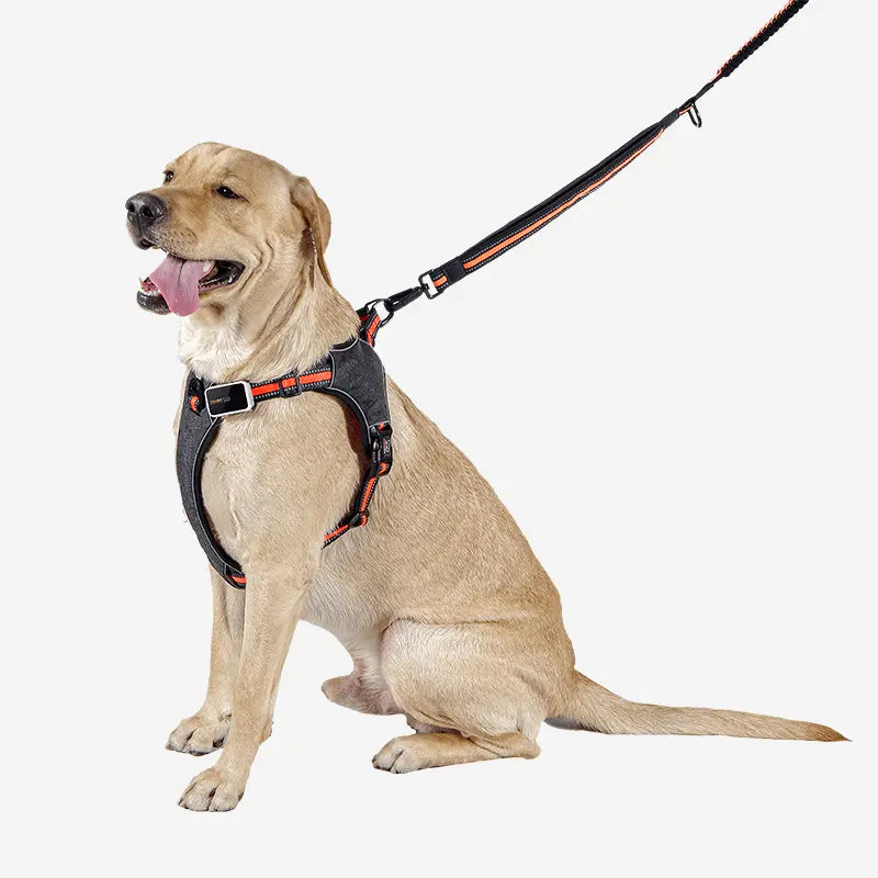 Pawfit mulit use leash with happy dog