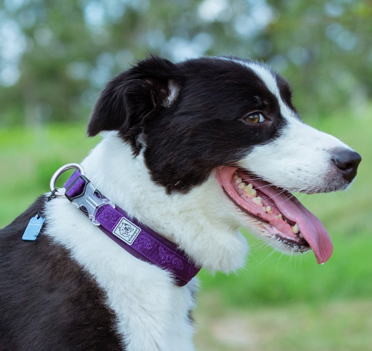 dog collar purple on pooch