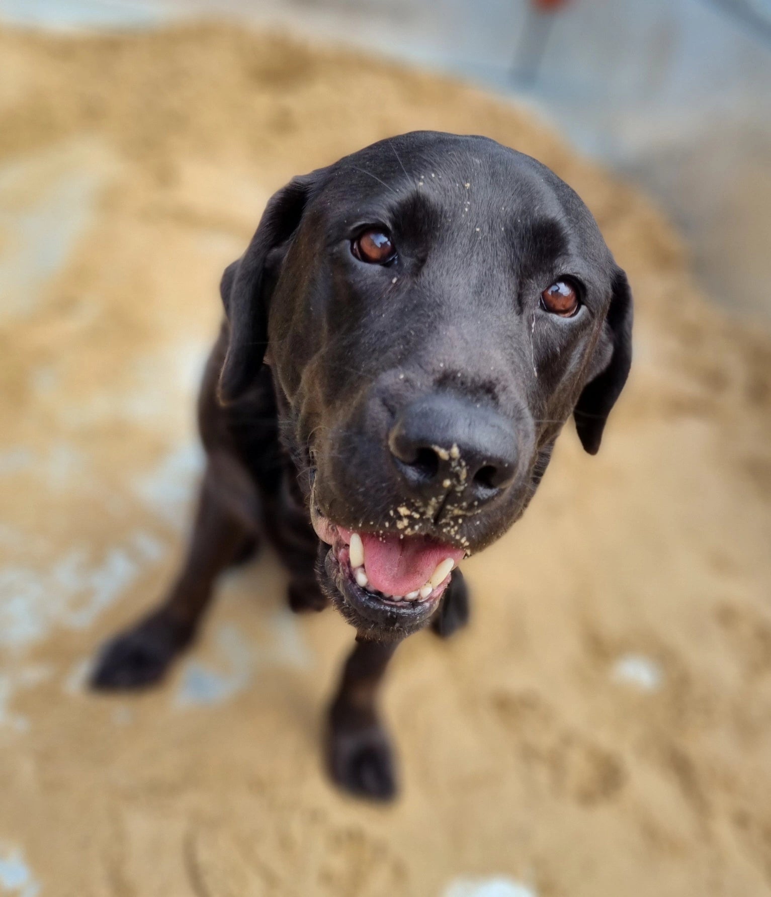 Marley the Labrador