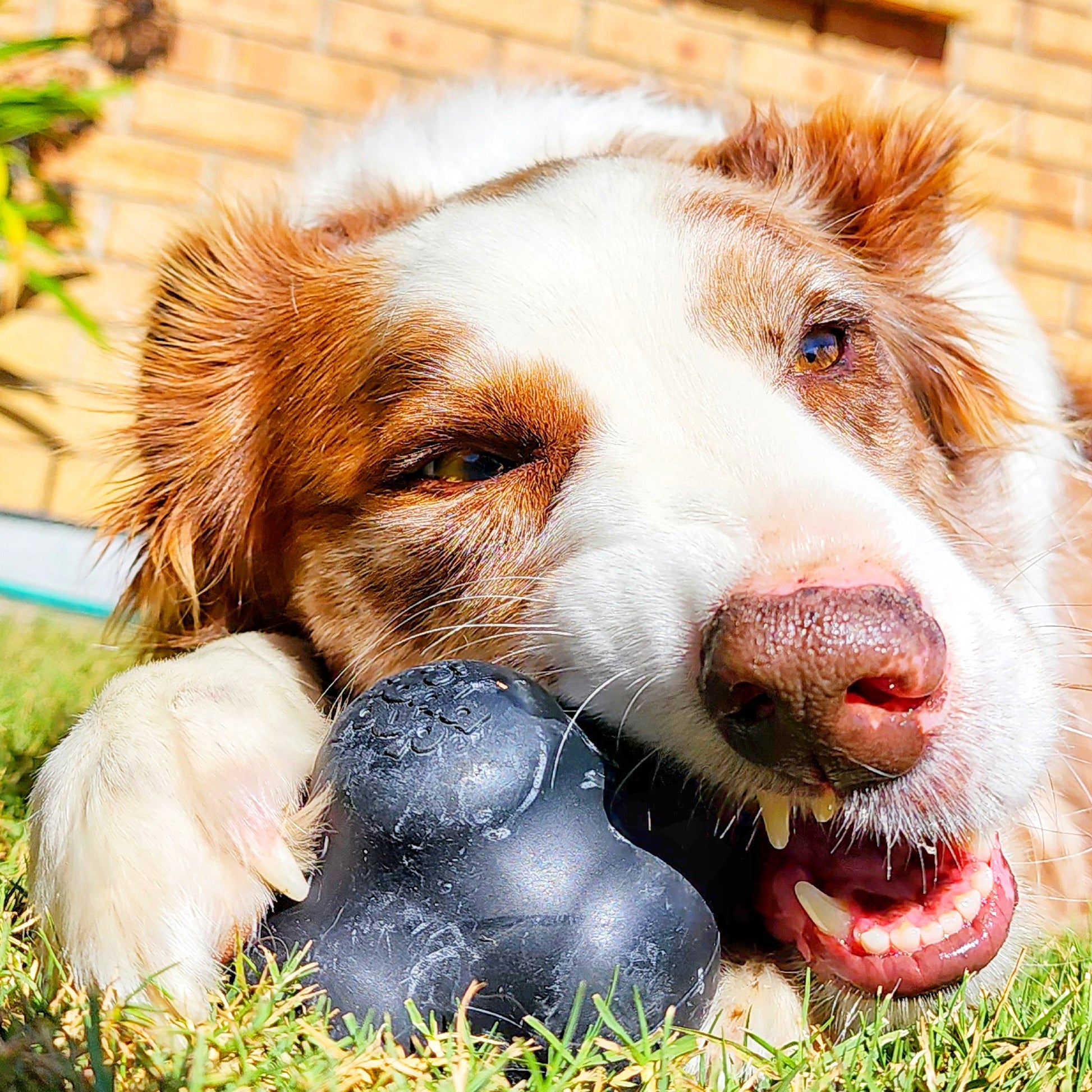 Magnum crazy bounce chew toy